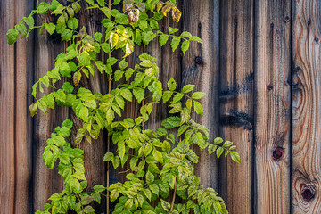 Horizontal close-up of an old weathered wooden fence with green leaves growing against it. Natural textures, rustic details and organic contrast between wood and foliage