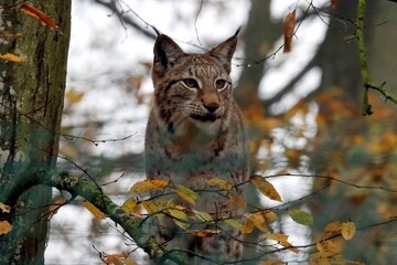 lynx