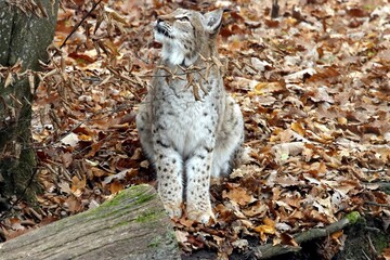 lynx