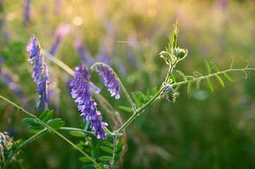 Fragrant summer sunny meadow with Vicia cracca flowers.
