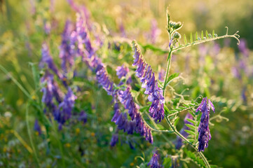 Fragrant summer sunny meadow with Vicia cracca flowers.