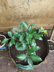 dekopon orange three in planter bag