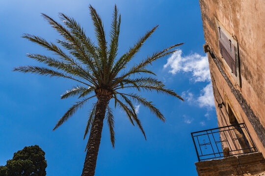 A palm tree against the blue sky in summer - Powered by Adobe