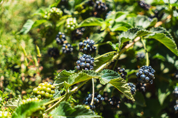 detail of Lantana camara during sunny day