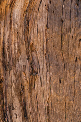 Fototapeta premium close-up of the texture of old wood