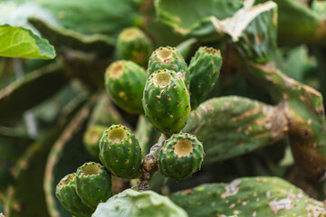prickly pear fruits growing on a green cactus