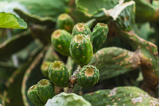 prickly pear fruits growing on a green cactus