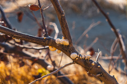 close-up of white snail shells on a tree branch - Powered by Adobe