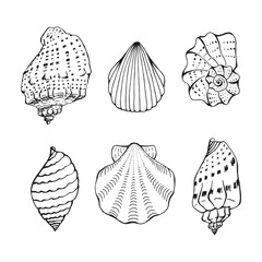 Set of shells. Hand drawn vector illustration.