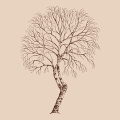 Winter dry tree. Bare birch. Hand drawn vector illustration.