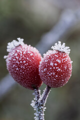 Winter berry elegance, Fragile winter fruits glistening in soft natural light