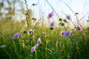 Field scabious (Knautia arvensis) on a flower meadow.