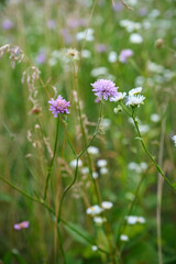 Flower field, meadow flowers in soft light. Summer landscape blurry nature background. Knautia arvensis.