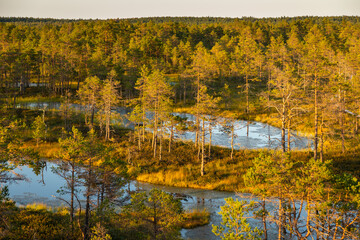 Fototapeta premium Sunset ponds in pine bog, Lahemaa National Park, Estonia.