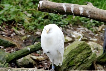 aigrette