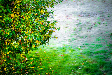An early morning where the grass exposed for the cold weather has got a white layer of frost. The grass underneath the apple tree is green.
