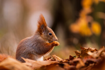 Red squirrel (Sciurus vulgaris) in soft autumn light, warm tones and smooth bokeh, sharp detail and natural pose, ideal wildlife background for seasonal nature themes, design layouts and fall concepts