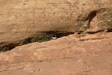 Bird nesting in a rocky cliff at Red Rocks Park during the afternoon