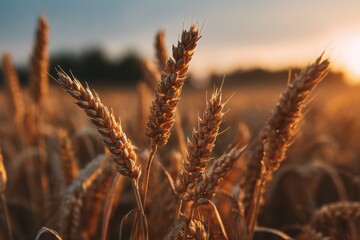 Close-up of golden wheat ears in the field, with the sun shining through them. the background features blurred wheat fields and a sunset sky.