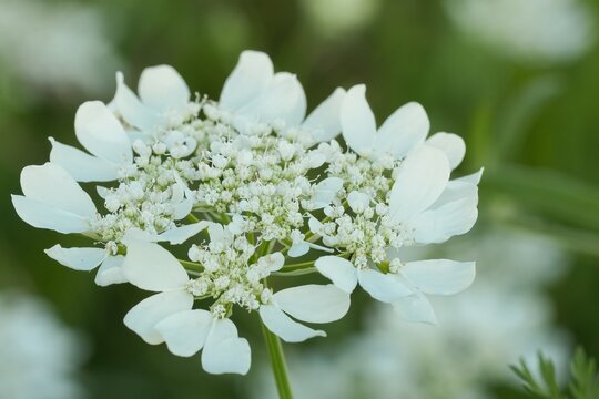 A pristine Large-flowered Orlaya grandiflora blossom with delicate white petals against a soft, blurred green background