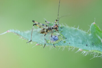 A tiny grasshopper nymph perches delicately on a green leaf, its camouflage providing excellent protection, making for an up-close insect view.