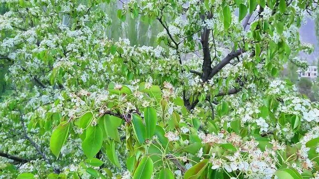 Close-up of a tree with white blossoms charry flowers and green leaves in the rain.