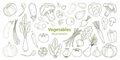 Hand drawn vegetable illustrations pumpkin eggplant cauliflower pepper carrot tomato