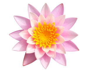 Fototapeta premium Soft Pink Waterlily Blossom with Delicate Petals, isolated on a transparent background