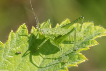 Closeup on a green nymph of the Fuss' Bright Bush-Cricket , Poecilimon fussi sitting on top of a leaf
