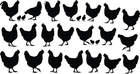 Large Set of Chicken Silhouettes, Including Rooster, Hen, and Chicks, Black Vector Illustration Pack for Farm Logos, Poultry Packaging, and Rural Agricultural Design Projects © MD. NUR ISLAM