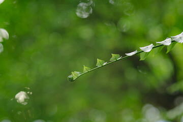 Beautiful fern leaf texture in nature.
