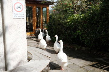 white ducks on the corner of the house in rows