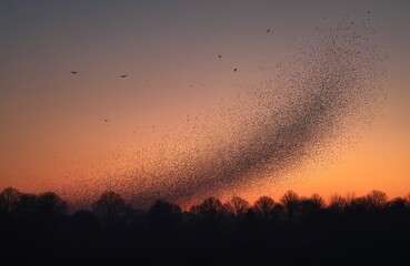 Huge flock of starlings performs amazing aerial dance at evening sunset. Birds create beautiful murmurations in vibrant orange sky above dark trees. Wild nature show displays unique animal behavior,