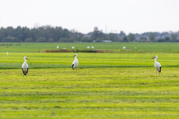 European white storks in Dutch farmers fields looking for prey
