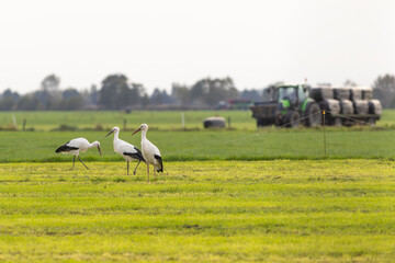 European white storks in field looking for prey