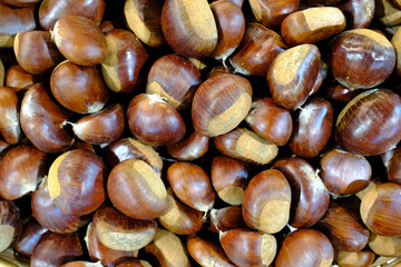Close-up of glossy chestnuts with split shells, freshly harvested seasonal nuts in market display.
