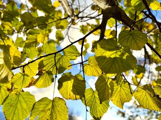Sunlit yellow-green leaves on tree branches against a bright blue sky, creating a vibrant and warm autumn atmosphere.