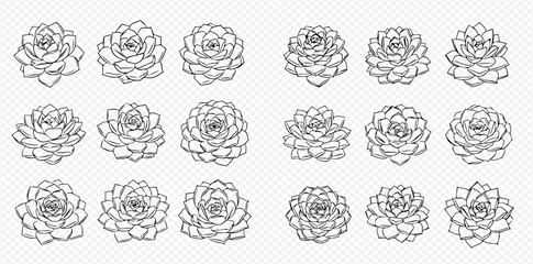 Illustration of succulent plants in a grid pattern.