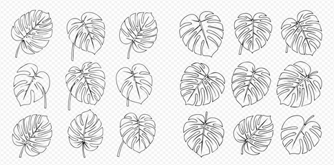 Monstera leaf outlines in a pattern, botanical illustration.