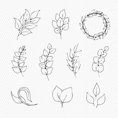 Botanical sketches of leaves and branches in black and white.