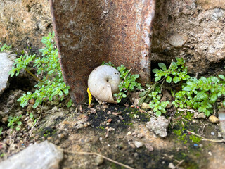 A dried snail shell resting beside a rusty metal piece surrounded by small green plants. A symbolic scene of nature, decay, and resilience