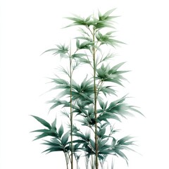 Obraz premium Elegant green bamboo stalks with slender leaves on a white background, capturing the minimalist and natural beauty of the plant.