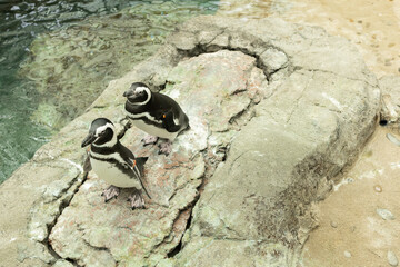 Two Magellan's penguins standing and resting on rocks near a waterfall in a zoo enclosure, showcasing natural behavior in captivity