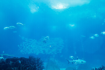 Gazing up through crystal-clear blue waters, schools of fish swim beneath the rippling surface illuminated by penetrating sunlight rays, capturing the tranquility of marine depths. Stock photo