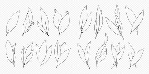 Botanical line art illustration of various leaves on a transparent background.