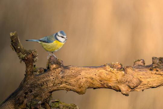 Modraszka sikora na starej gałęzi