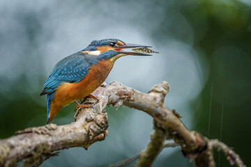 Zimorodek ze złowioną rybką © Sylwester Popenda