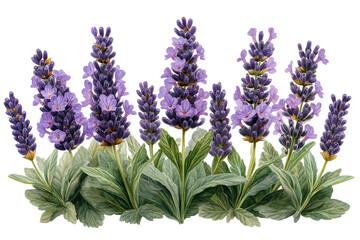 Fototapeta premium Lavender Flowers Illustration. Aromatherapy And Relaxation Concept Isolated On Transparent Background