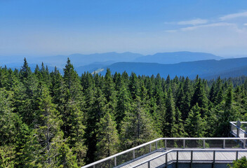 Pohorje Mountains under blue sky. Wooden path in forest. Rogla.  Slovenia
