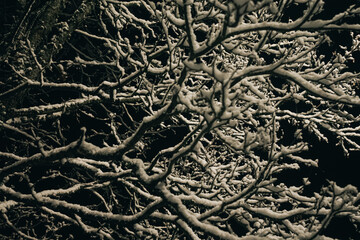 Intricately intertwined tree branches covered in fresh snow stand out brightly against the deep black night sky, creating a natural winter pattern.